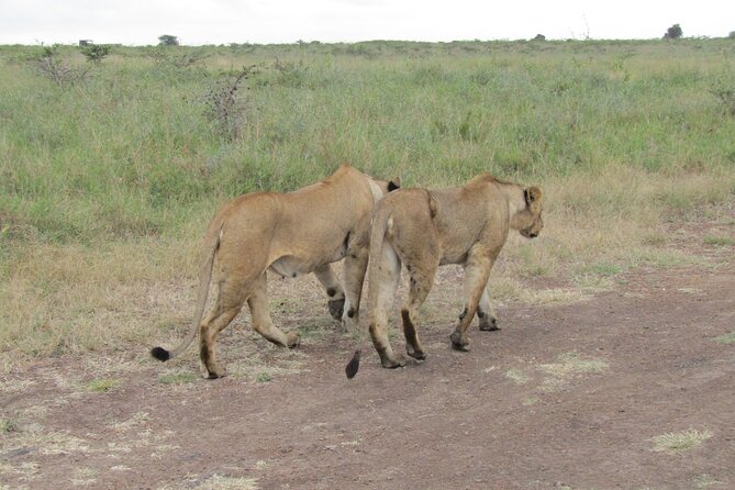 Nairobi National Park Sheldrick & Giraffe Centre Day Trip - Getting from your hotel to the park, in comfort and with power