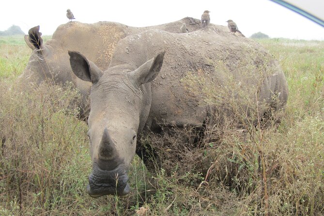 Nairobi National Park Sheldrick & Giraffe Centre Day Trip - Bomas of Kenya: music, dance, and traditional homesteads