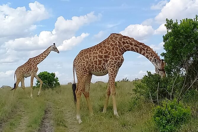 Nairobi National park sun rise game drive with pickup & drop-off - Price and logistics: what you’re really paying for