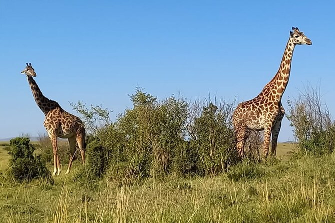 Nairobi National park sun rise game drive with pickup & drop-off - Pickup and the ride: comfort, timing, and group reality