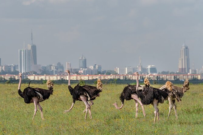 Nairobi National park sun rise game drive with pickup & drop-off - Entering the park: savanna views with real big-wildlife potential