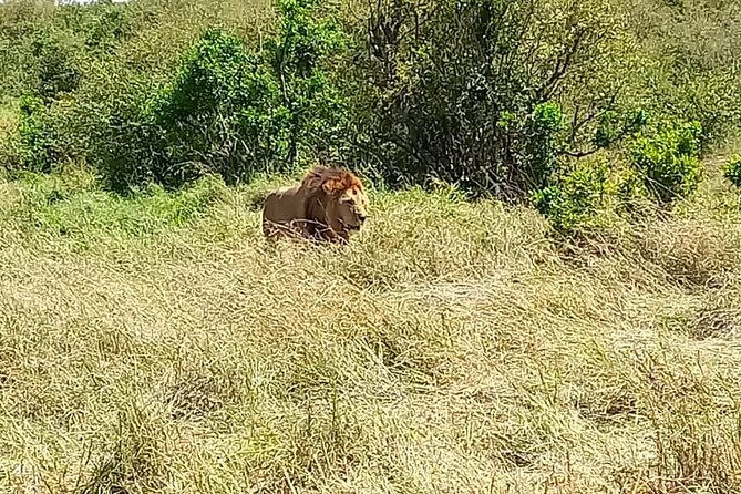 Nairobi National park sun rise game drive with pickup & drop-off - Wildlife spotting highlights: rhinos, lions, leopards, buffalo, and more