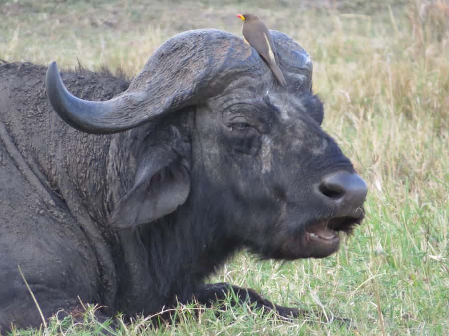 Nairobi national park: Sunrise and Sunset Tours - Nairobi National Park at sunrise or sunset: the value of being early