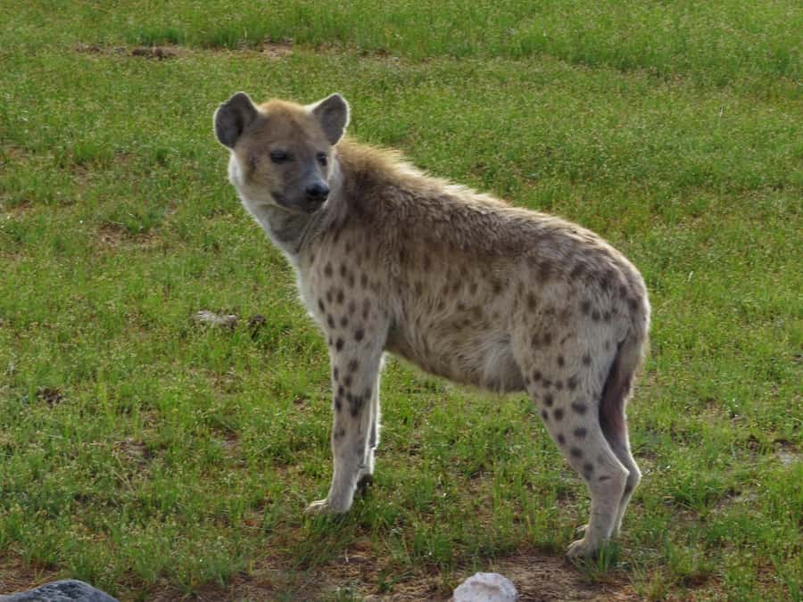 Nairobi national park: Sunrise and Sunset Tours - Who should book this Nairobi sunrise or sunset safari?