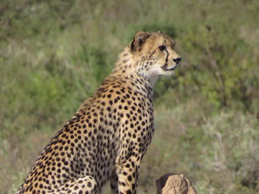 Nairobi national park: Sunrise and Sunset Tours - Should you book this Nairobi National Park sunrise or sunset tour?