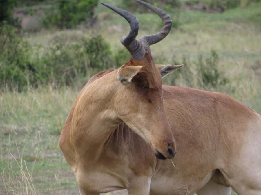 Nairobi national park: Sunrise and Sunset Tours - Pickup, transfer, and the real flow of a 5-hour day