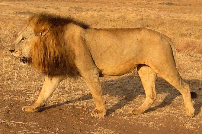 Nairobi National Park Tour - Stop 1: Nairobi National Park game viewing, plus the walking option