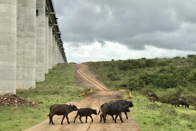 Nairobi National Park Tour - Giraffe Center upgrade: turning a drive into a giraffe-focused stop