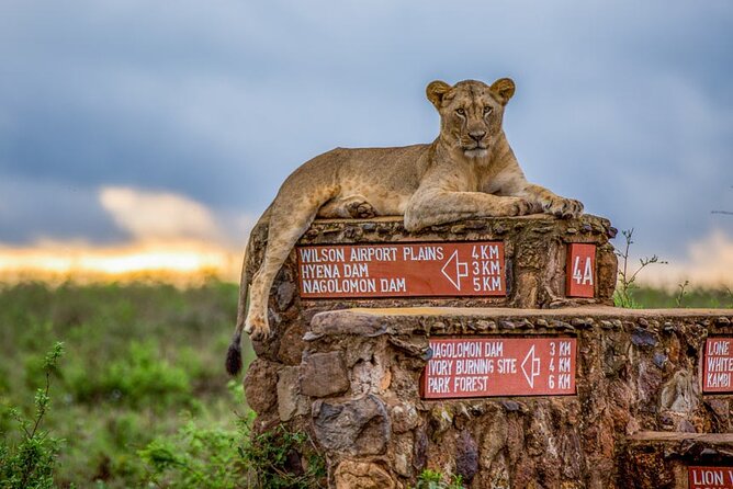 Nairobi National Park Tour - Morning versus afternoon: where early starts pay off