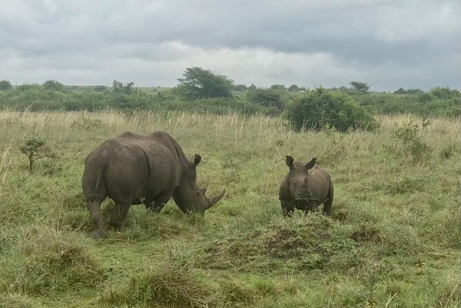 Nairobi National Park Tour - Comfort and logistics that help you enjoy the ride