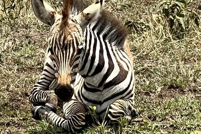 Nairobi National Park Tour From 0600hrs - 1130hrs or From 1300hrs - 1800hrs - Nairobi National Park from Nairobi: close wildlife with a clear mission