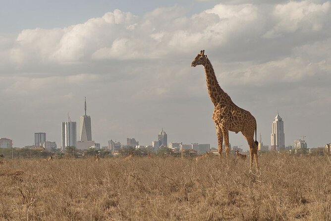 Nairobi National Park Tour - Open-top safari vehicles and your guide’s real job