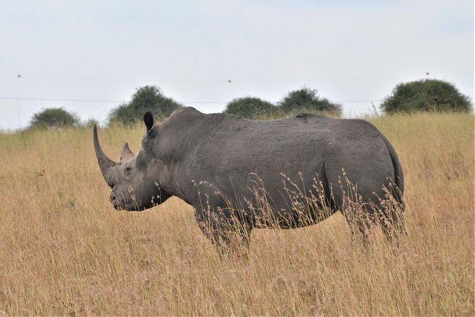 Nairobi National park - Price and logistics: what $300 covers, and what it does not