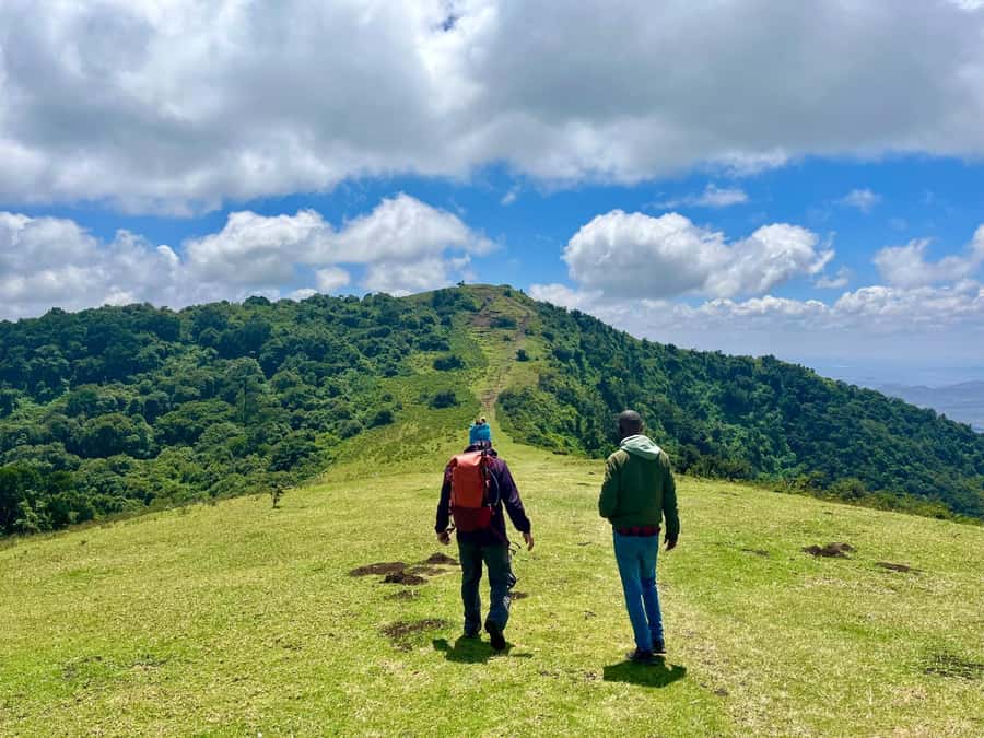 NAIROBI:Ngong Hills Day Hike,Group Tour - Planted Forest to Indigenous Forest: What the Guide Adds