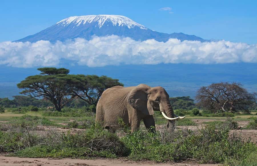 Nairobi: Overnight Safari Trip to Amboseli National Park - Day 1: lunch on arrival, then afternoon game viewing in AA Amboseli territory