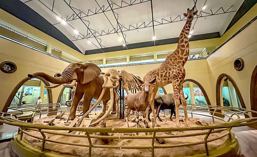 Nairobi Park, Giraffe & Elephant Orphanage with Museum Visit - Key Highlights You’ll Actually Care About