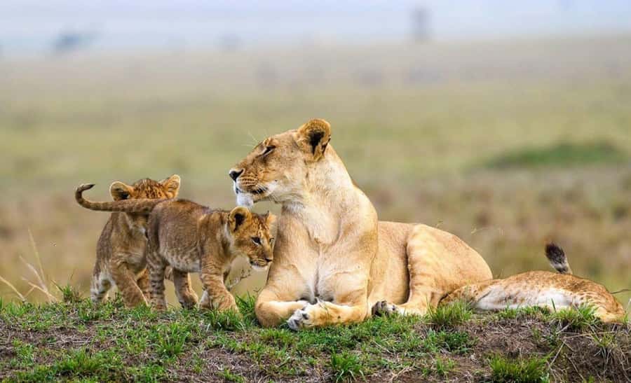 Nairobi Park, Giraffe & Elephant Orphanage with Museum Visit - Nairobi National Park: Lions, Rhinos, Giraffes, Right Next to the City