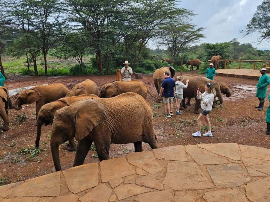 Nairobi Park, Giraffe & Elephant Orphanage with Museum Visit - Timing, Transport, and How the Day Stays Sane