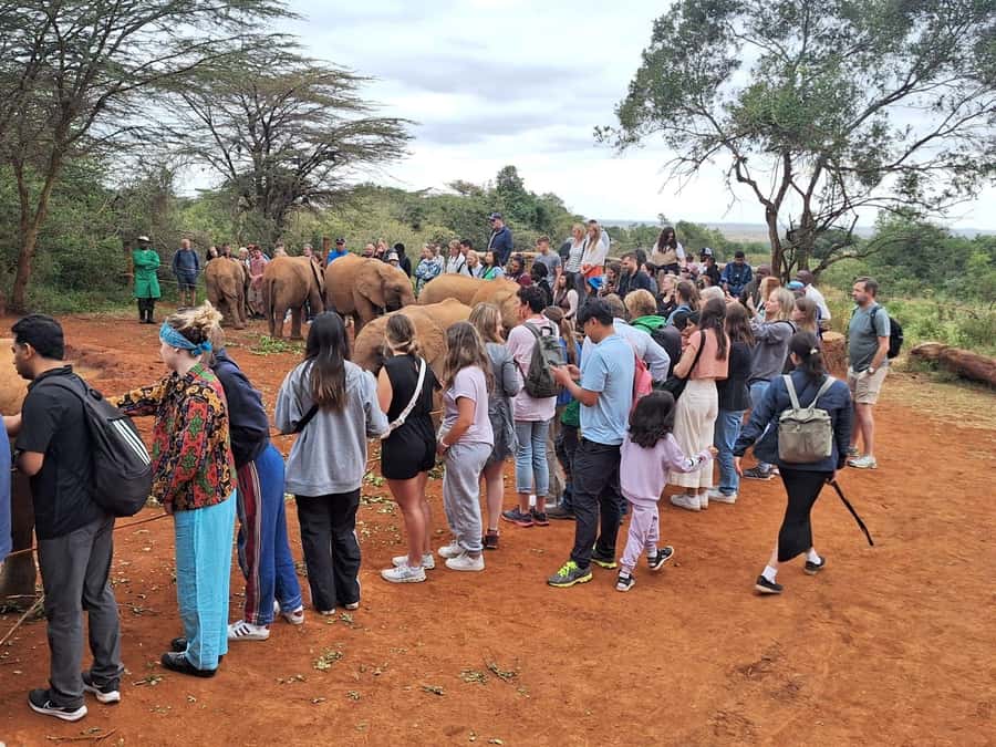Nairobi Park, Giraffe & Elephant Orphanage with Museum Visit - Price and Value: What $40 Gets You, and What It Does Not