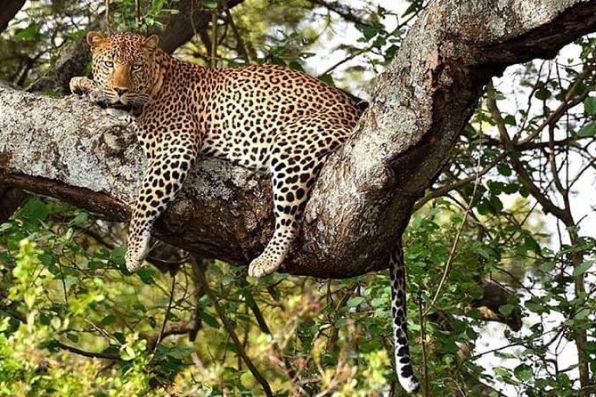 Nairobi park, steamark birds, Girraffe center & bomas - Nairobi wildlife without leaving the city: the real appeal