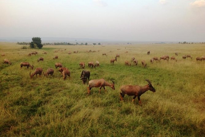 Nairobi park, steamark birds, Girraffe center & bomas - Stop 2: Stedmak Gardens in Karen, a focused animal and bird stop