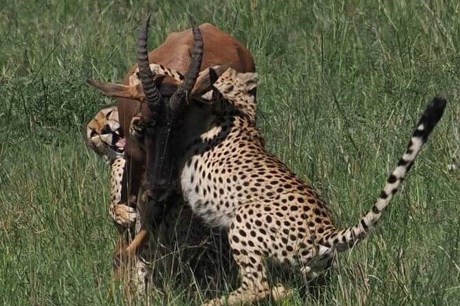 Nairobi Park Wildlife Safari - Nairobi Safari Walk boardwalk: close views with structure