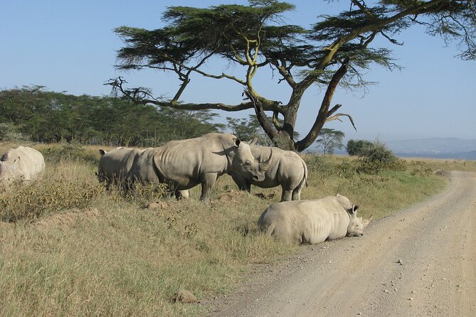 Nairobi Park Wildlife Safari - The guide factor: why George, Joseph, David, and Hiram keep coming up