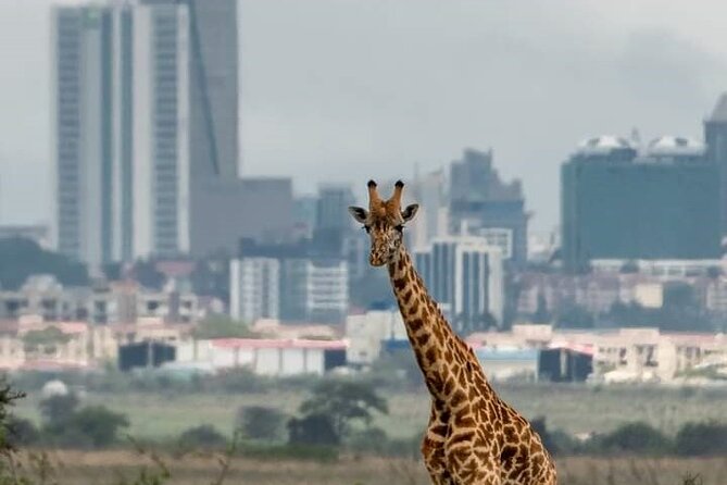 Nairobi Park Wildlife Safari - Pickup at 6:00 am, small group, and what that means for you