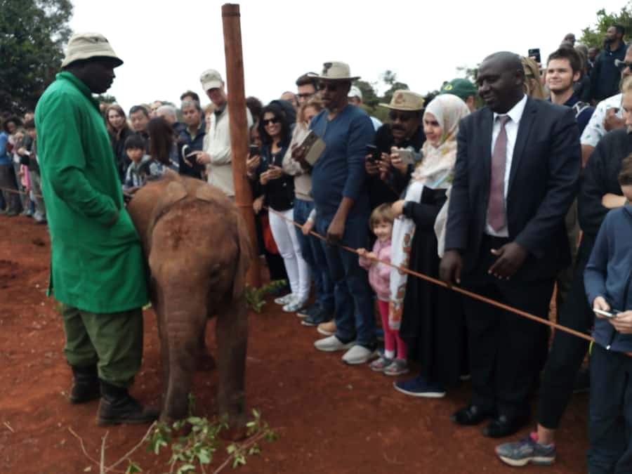 Nairobi: Private Elephant Orphanage Tour - David Sheldrick Wildlife Trust: why this Nairobi visit matters