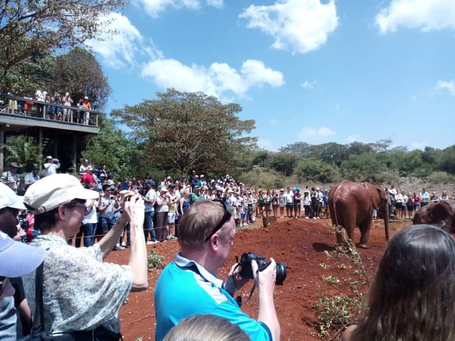 Nairobi: Private Elephant Orphanage Tour - The elephant encounter: feeding moments, supervision, and the adoption lesson