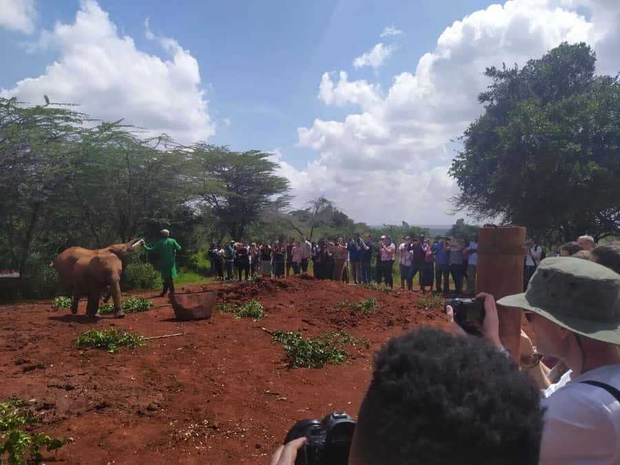 Nairobi: Private Elephant Orphanage Tour - Touching baby elephants: how to make it a respectful, smooth experience