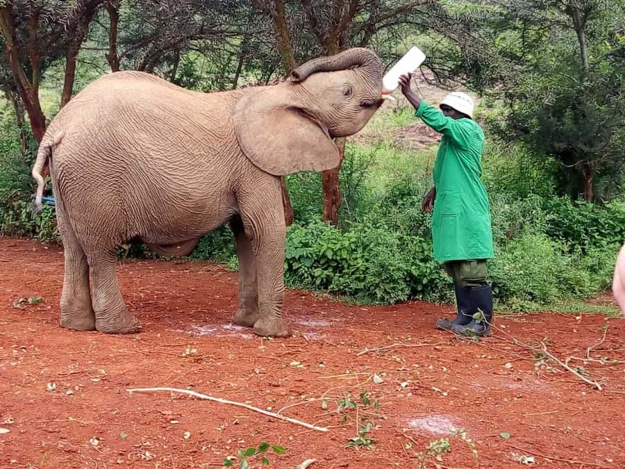 Nairobi: Private Elephant Orphanage Tour - Exploring Nairobi’s outskirts with craft stops that actually add value