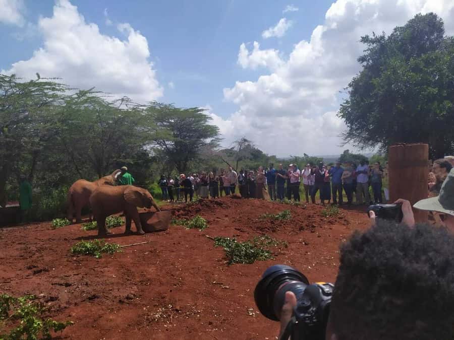Nairobi: Private Elephant Orphanage Tour - Languages and private guidance: what you can control