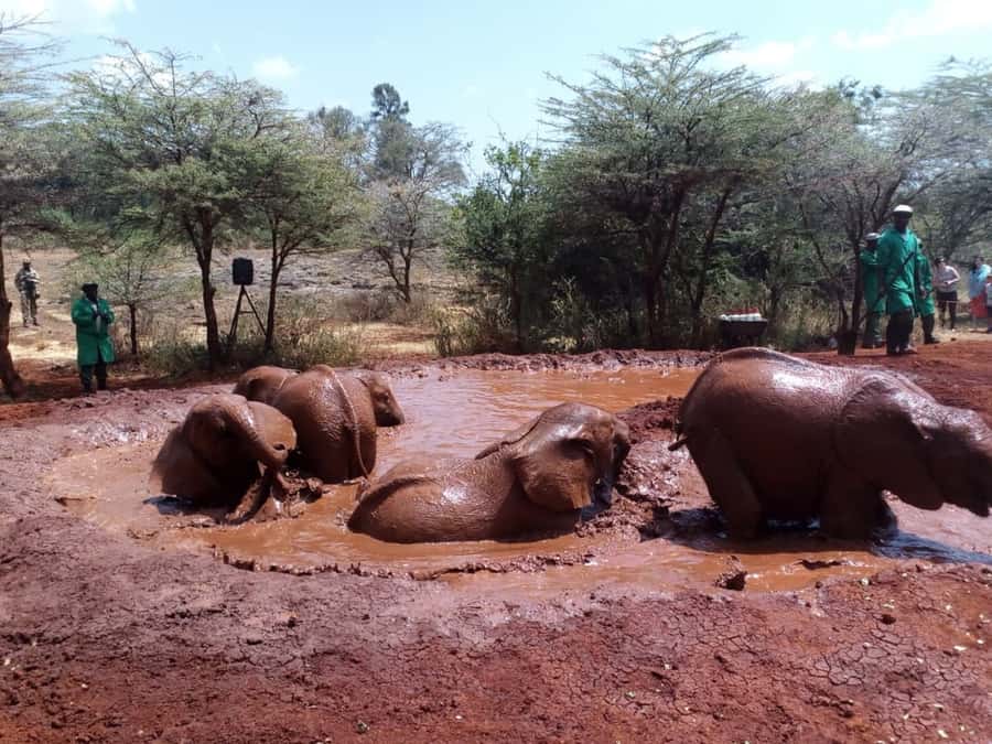 Nairobi: Private Elephant Orphanage Tour - Practical prep: what to bring and how to keep the day easy