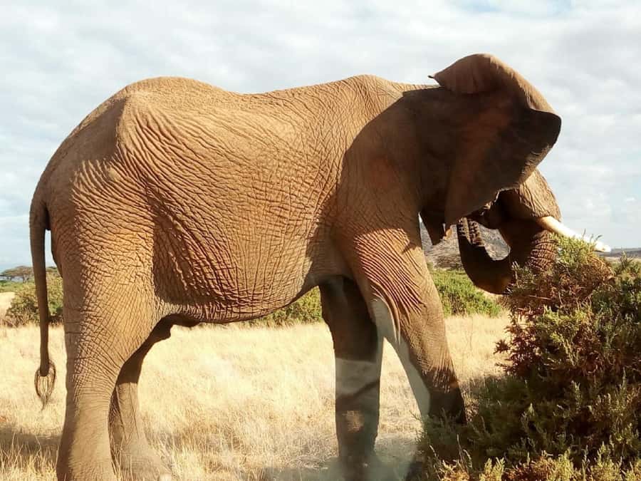 Nairobi: Private Elephant Orphanage Tour - Your day at a glance: pickup, the 10:45 AM talk, then elephant time