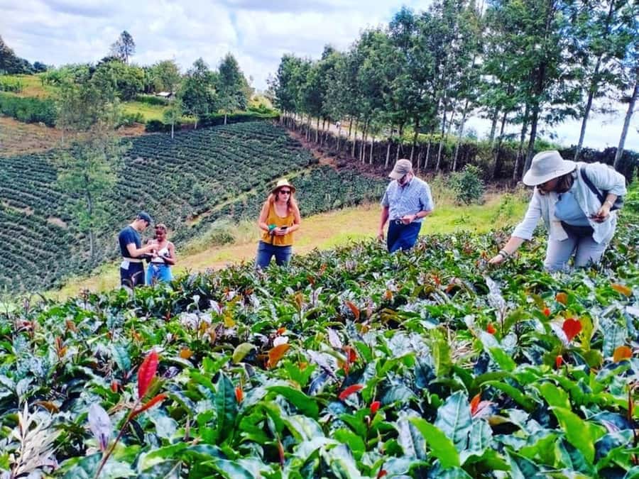 Nairobi: Purple Tea Farm Gatura Greens Day Trip - Tea Picking in the Fields, Then Processing in the Farmhouse