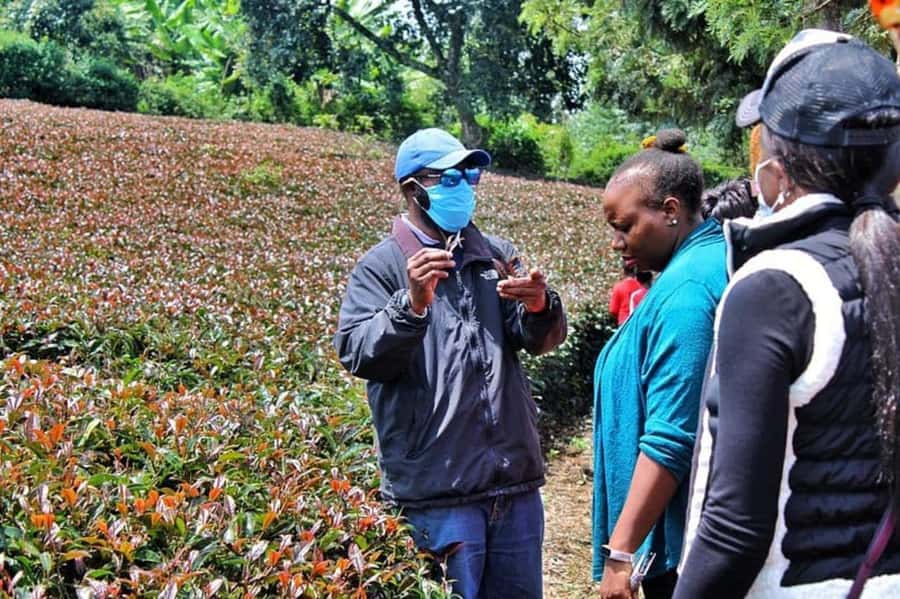 Nairobi: Purple Tea Farm Gatura Greens Day Trip - Should You Book the Nairobi Purple Tea Farm Gatura Greens Day Trip?