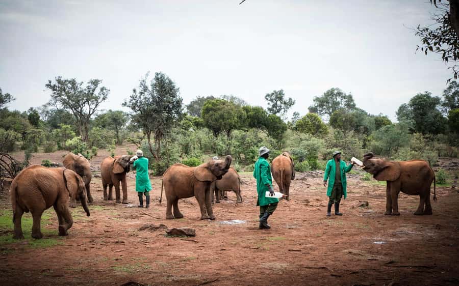 Nairobi’s Best:Elephants,Giraffes Center & Karen Blixen Tour - Entering the David Sheldrick Elephant Orphanage, the Heart of the Day