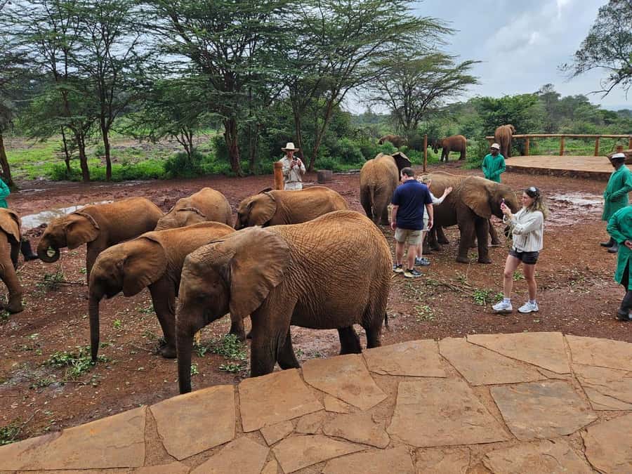 Nairobi’s Best:Elephants,Giraffes Center & Karen Blixen Tour - What Happens During the 11:00 Elephant Presentation and Contact Time