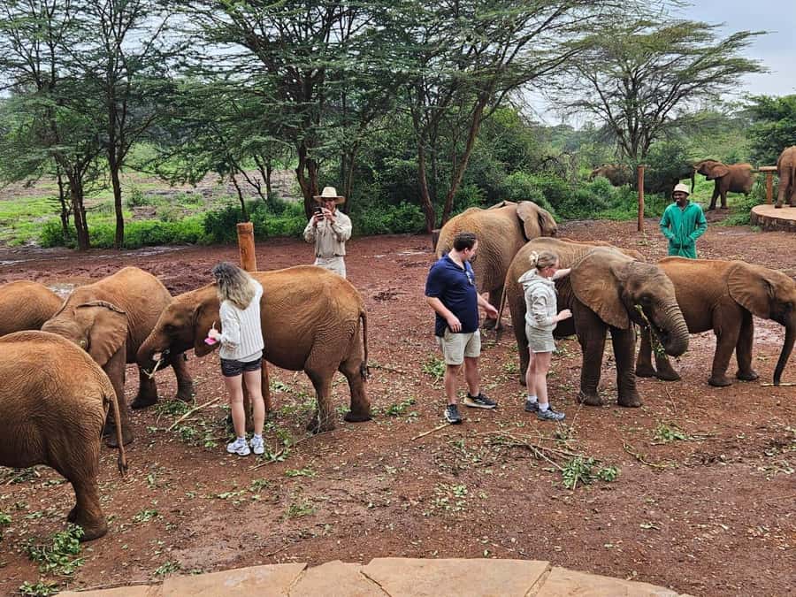 Nairobi’s Best:Elephants,Giraffes Center & Karen Blixen Tour - The Included Game Drive, and Why National Park Fees Can Change the Final Cost