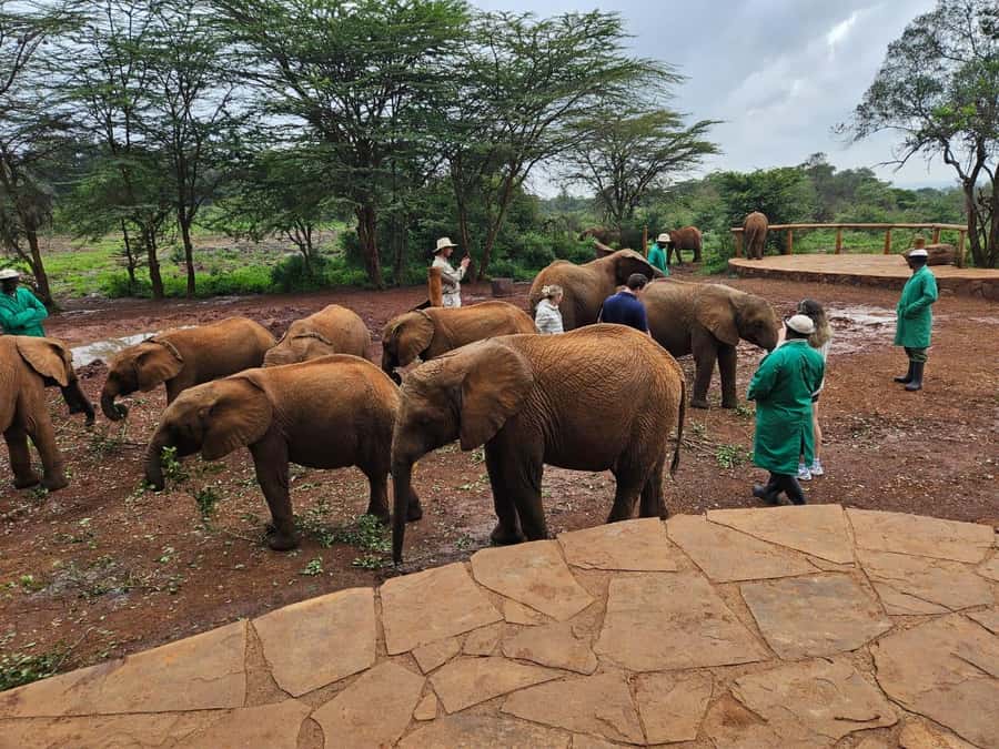 Nairobi’s Best:Elephants,Giraffes Center & Karen Blixen Tour - Kazuri Beads and Leather Factory Tour, Plus Wood Crafts for Gifts