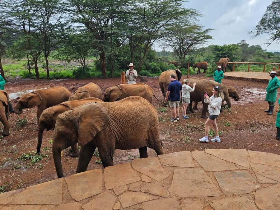 Nairobi’s Best:Elephants,Giraffes Center & Karen Blixen Tour - Price and Value: What $32 Covers, and What Might Sit Outside the Package