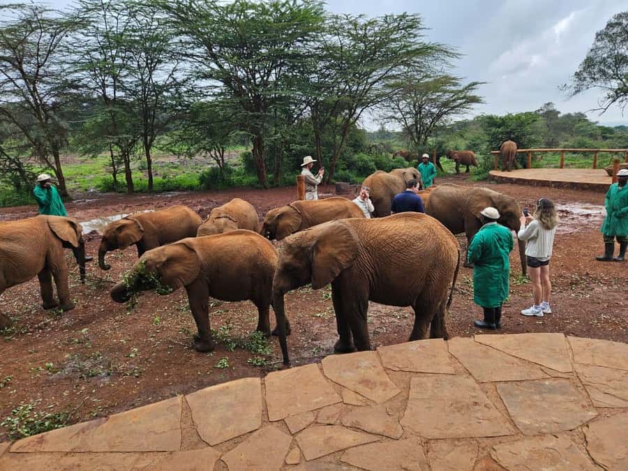 Nairobi’s Best:Elephants,Giraffes Center & Karen Blixen Tour - Practical Tips for Getting the Most Out of This Half-Day