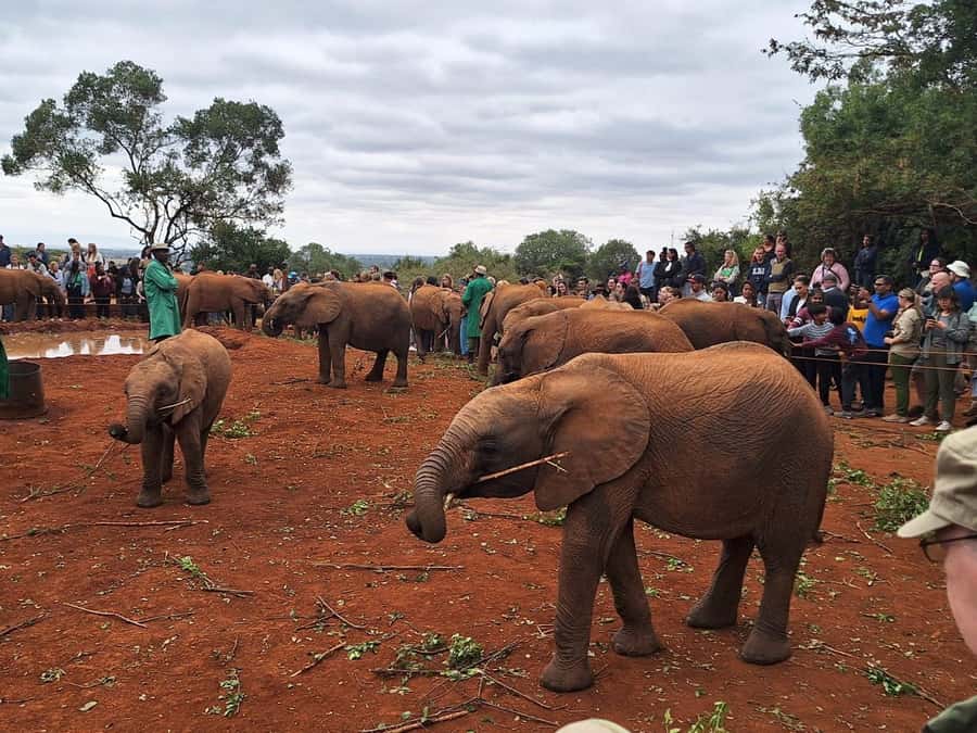 Nairobi’s Best:Elephants,Giraffes Center & Karen Blixen Tour - The Day Plan: 9:30 Pickup, 10:45 Arrival, 11:00 Presentation