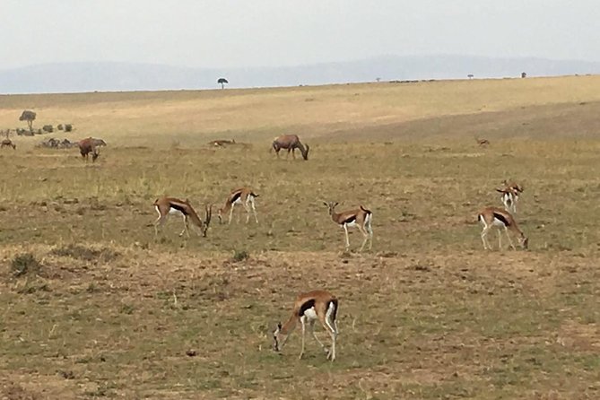 Nairobi safari walk half day tour - Your 4-hour timing: why a half-day can be a smart Nairobi move