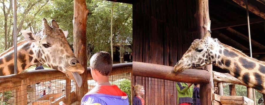 Nairobi: Sheldrick Elephant Orphanage and Giraffe Center - Quick hits: the best parts of this Nairobi animal day