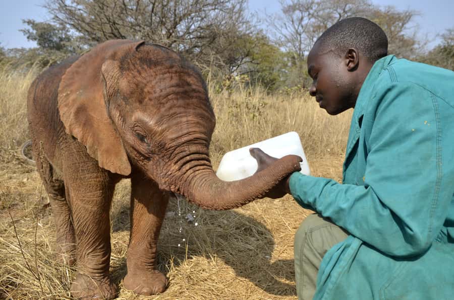 Nairobi: Sheldrick Elephant Orphanage and Giraffe Center - Giraffe Centre feeding time at the heart of Rothschild’s story