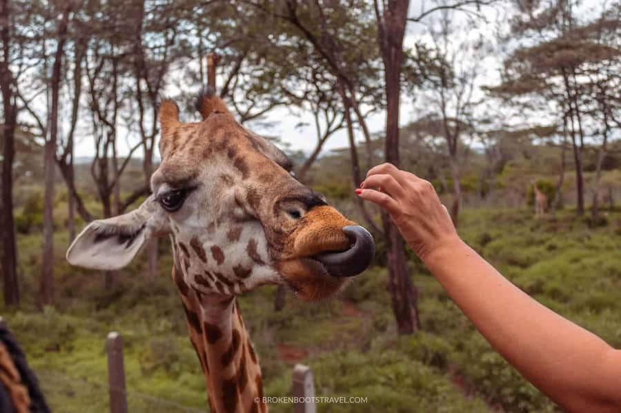 Nairobi: Sheldrick Elephant Orphanage and Giraffe Center - How the 6-hour schedule feels: Sheldrick first, giraffes second