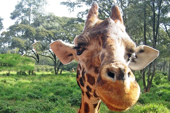 Nairobi Stopover & Layover Tour – Private, Fast & Flexible! - Stop 4: Karura Forest, a calm reset with nature trails and waterfalls