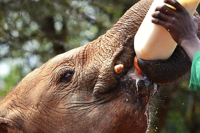 Nairobi Stopover & Layover Tour – Private, Fast & Flexible! - Price and value: what $136.50 per person really covers